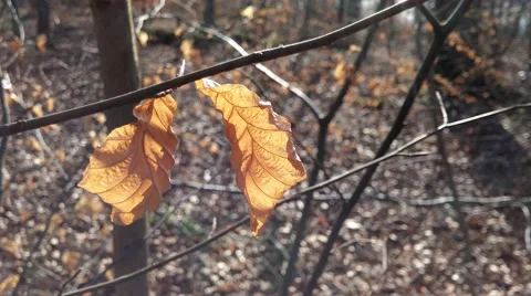 Autumn dry leaves in the wind 库存影片 48389278