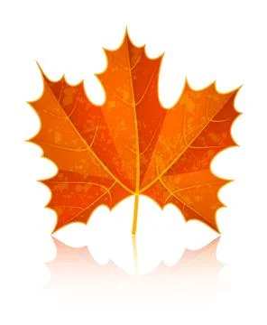 Autumn dry maple leaf 스톡 일러스트