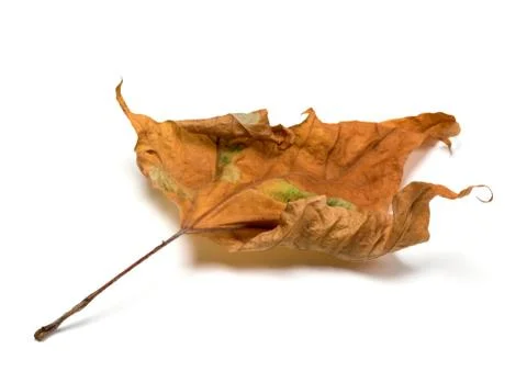 Autumn dry maple-leaf Stock Photos