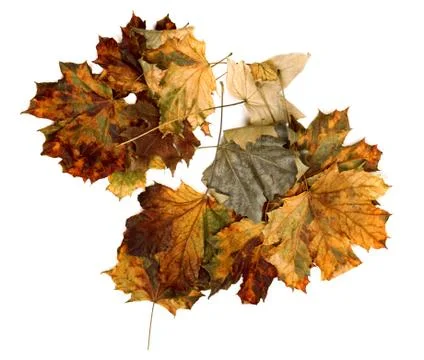 Autumn dry maple leafs Stock Photos