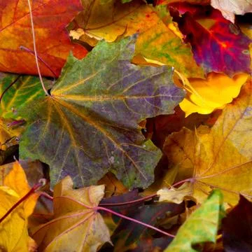 Autumn dry maple-leafs Stock Photos
