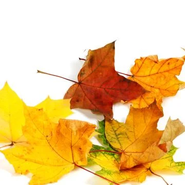 Autumn dry maple leafs Stock-Fotos