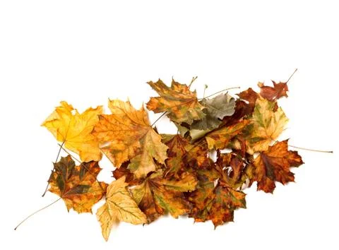 Autumn dry multicolor maple leafs Stock Photos