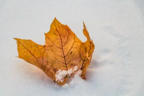 An autumn dry orange maple leaf with white snow on a white snow background in 스톡 사진