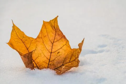 An autumn dry orange maple leaf with white snow on a white snow background in Fotos Stock