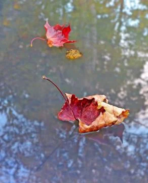 Autumn dry red maple leaf on a water surface Stock Photos