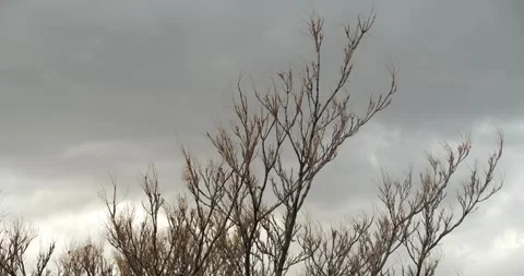 Autumn Dry Tree Branches Timelapse Stock Footage 256838310