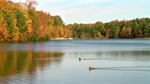 Autumn ducks Stock Footage 12538224
