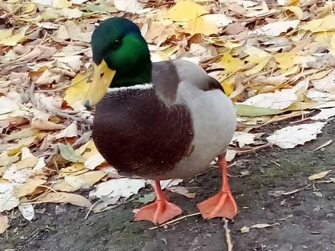 Autumn with ducks Stock Photos