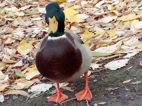 Autumn with ducks Stock-Fotos