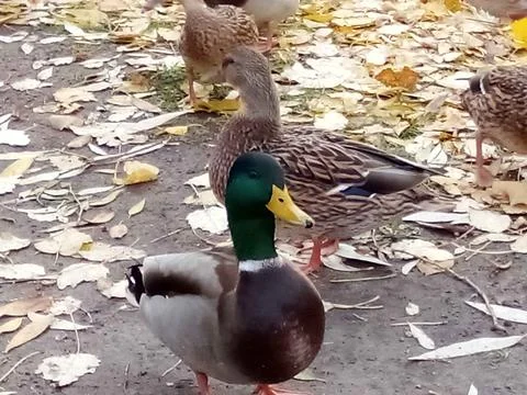 Autumn with ducks Foto stock