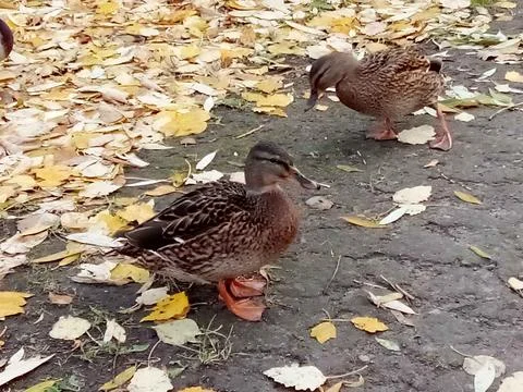 Autumn with ducks Stock Photos