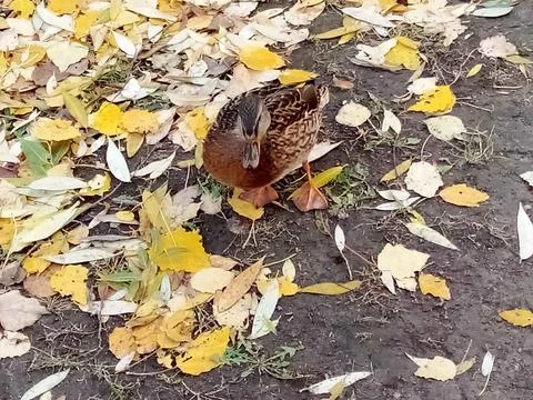 Autumn with ducks Stock Photos