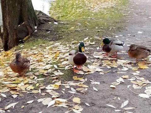 Autumn with ducks Stock Photos