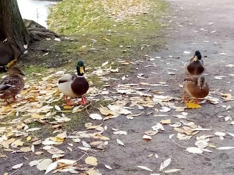 Autumn with ducks Stock Photos