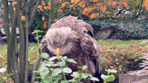 Autumn eagle with focused plumage, Hunched brown eagle among colorful leaves Stock Footage 327079406