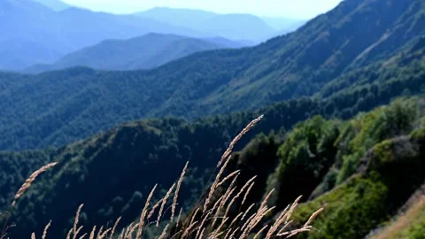 Autumn ears Stock Footage 211871349