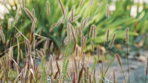Autumn, ears of grass in the wind Stock Footage 115834444