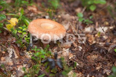 Autumn edible fungi - lactarius torminosus Stock Photos