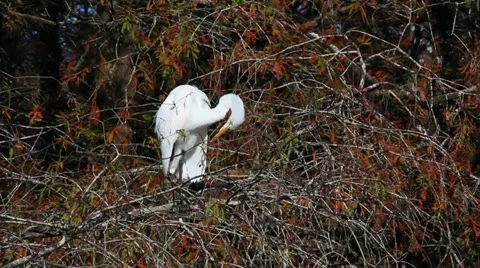 Autumn Egret Stock Footage 21939749