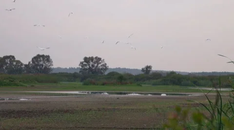 Autumn, egrets on the lake 스톡 동영상 55247209