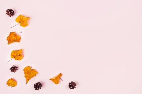 Autumn elegant composition. 写真素材