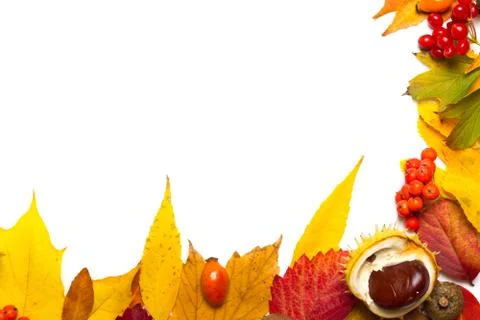 Autumn elements border isolated on white Stock Photos