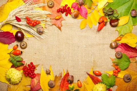 Autumn elements frame - wheat, acorn, chestnut, viburnum, rowan, briar and mu Stockfoto's