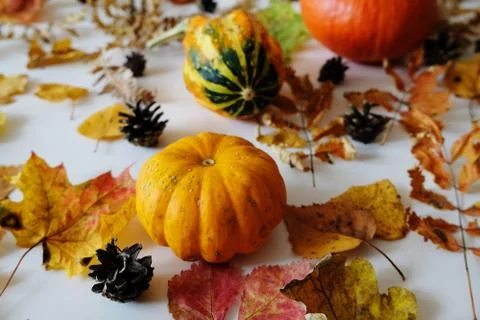 Autumn elements on a white background: pumpkins, leaves and cones. Layout Stock Photos