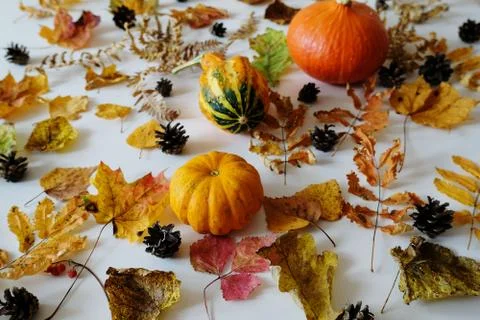 Autumn elements on a white background: pumpkins, leaves and cones. Layout Stock Photos