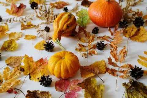 Autumn elements on a white background: pumpkins, leaves and cones. Layout Foto stock