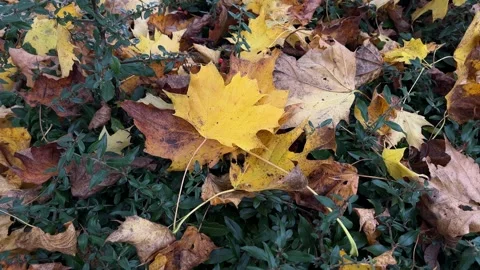Autumn in England - maple tree close up Stock Footage 291384889