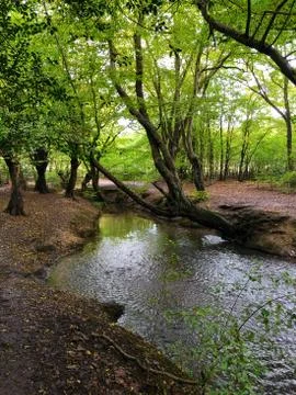 Autumn Epping Forest Trees and rever in Chingford London Stock Photos
