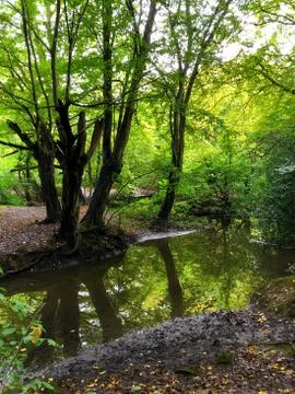 Autumn Epping Forest Trees and rever in Chingford London Stock Photos