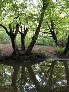 Autumn Epping Forest Trees and rever in Chingford London Foto stock