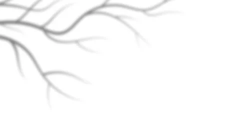 Autumn equinox tree branch shadow overlay on clean white background. 库存影片 343843580