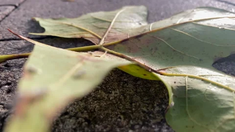 Autumn in eu Stock Footage 164172920