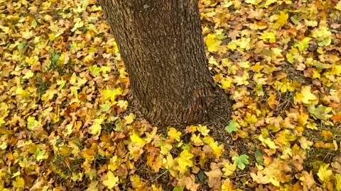 Autumn in eu Stock Footage 164173022