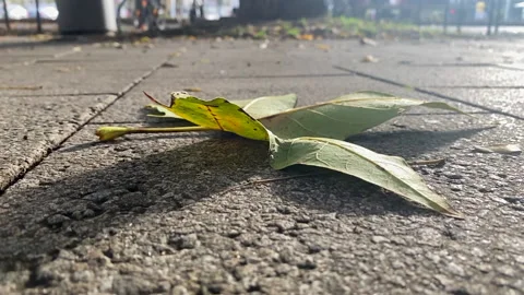 Autumn in eu Stock Footage 164173050