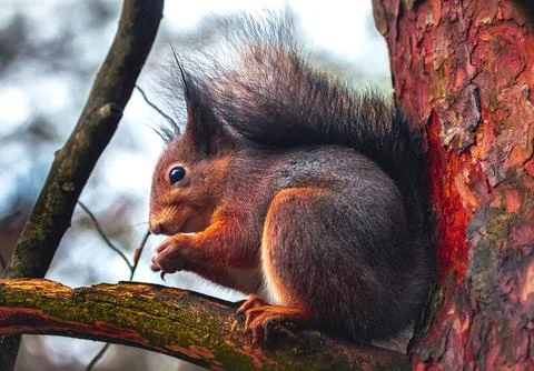 Autumn, eurasian red squirrel (Sciurus vulgaris) sits motionless and eat walnut Foto stock