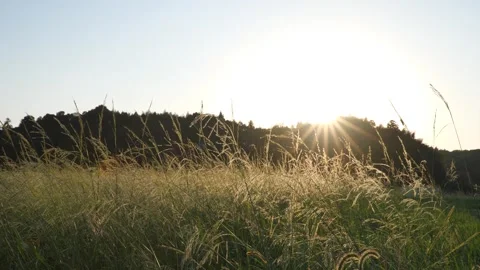 An autumn evening, a field full of rice, and a straight road. Stock Footage 278518331