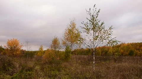 Autumn evening, field, trees, forest Stock Footage 117345519