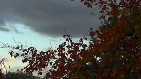Autumn evening 스톡 동영상 12524770