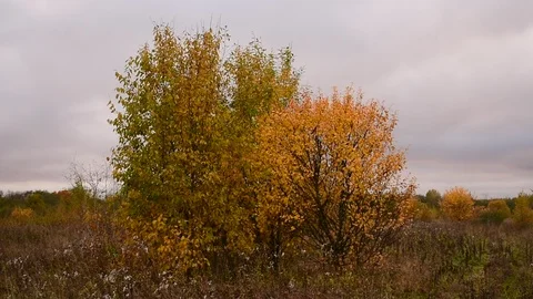 Autumn evening, several trees in the field Stock-Footage 117419129