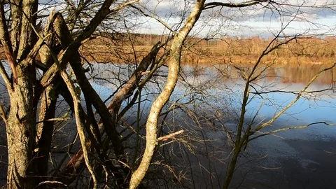 Autumn evening, trees by the river Stock Footage 118906782