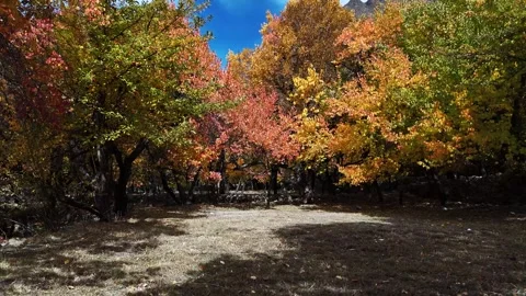 Autumn explodes in color across a quiet Himalayan field in Ladakh. Stock Footage 310781817