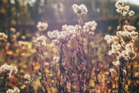 Autumn faded flowers backlit by sun. Stock Photos
