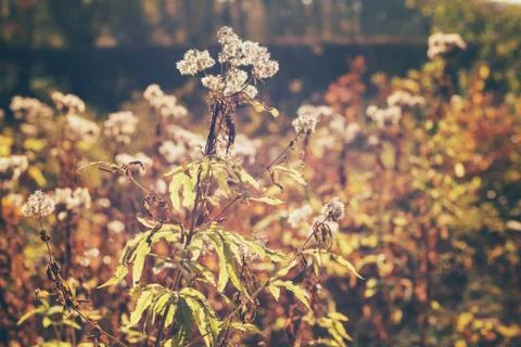 Autumn faded flowers backlit by sun. Stock Photos