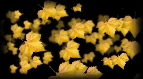 Autumn Fall 1 HD Stock Footage 23922155