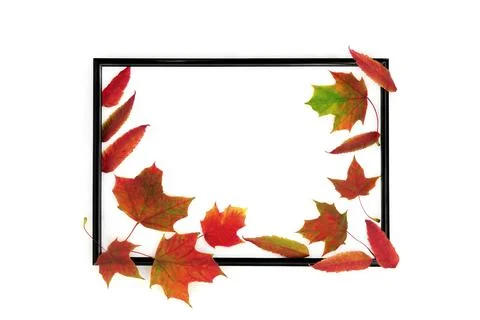 Autumn Fall Background Frame with Vivid Red Leaves Stock Photos